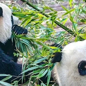 One Day Chengdu Leshan Day Trip with Panda Base