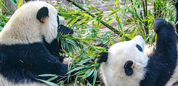 One Day Chengdu Leshan Day Trip with Panda Base